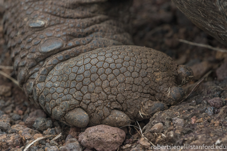 galapagos